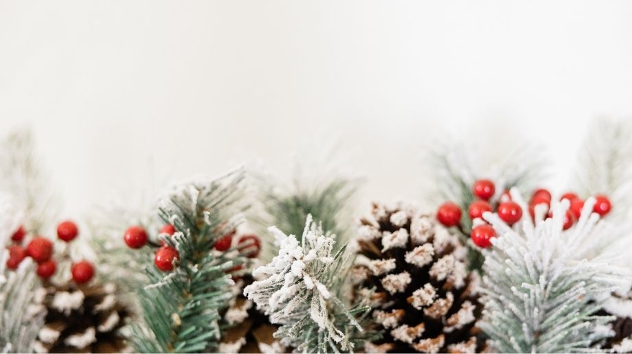 Snow covered fir leaves, pinecones, and berries on a white background
