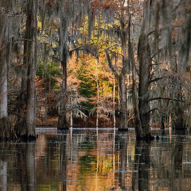 Trees in the wetlands in the Haynesville region